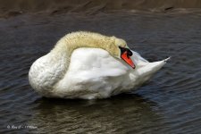 swan2.jpg