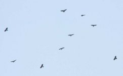 Black Baza flock.jpg