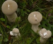 Fungus-group-reduced.jpg