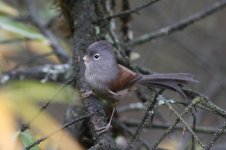 grey-hooded parrotbill.jpg