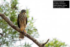 Chinese Sparrowhawk.jpg