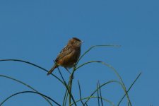 Zitting Cisticola [].JPG