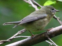 unknown_warbler_01.jpg