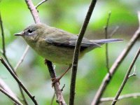 unknown_warbler_02.jpg