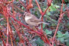 Chiffchaff_ID_1.jpg