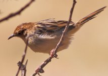 Cisticola12_North of Sululta plains_2600 meters.jpg