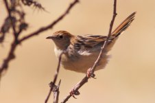 Cisticola13_North of Sululta plains_2600 meters.jpg