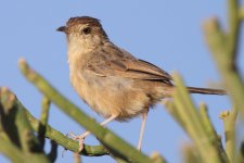 Cisticola31_Jemma valley_2150 meters.jpg