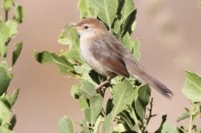 Cisticola41_Jemma valley_2400 meters.jpg