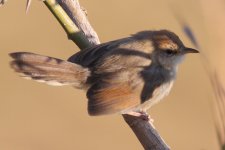 Cisticola51_Jemma valley_2320 meters.jpg