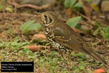 Chinese Thrush.jpg