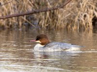 Goosander ( (Mergus merganser))_1.jpg