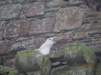 fulmar castle 029.jpg