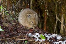 IMG_2013-04-24_8472_Pika spp_Balang.jpg