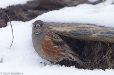 IMG_2013-04-24_8598_Alpine Accentor_Balang.jpg