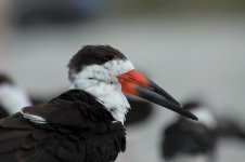 Black Skimmer fl 1.jpg