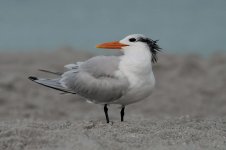 Royal Tern fl 1.jpg