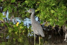 Yellow-crowned Night Heron fl 1.jpg