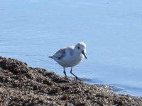 Sanderling.jpg