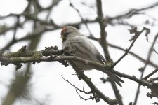 Redpoll sp1 120114.jpg