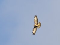 Common Buzzard (Buteo buteo)_7.jpg