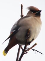 Waxwing3.jpg