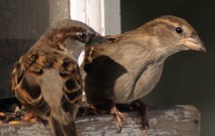 sparrows 2_thumbnail.jpg