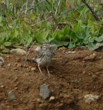 Berthelot's Pipit, Ponta do Pargo, Madeira..JPG