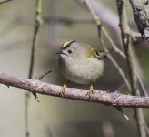 Goldcrest_G9A5150.JPG