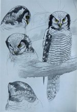 Hawk Owl (1) (Large).jpg