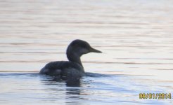 red-necked grebe 2014 052.jpg