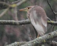 prob-Chinese-Pond-Heron_Hythe-Kent_jl.jpg