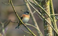 Brambling 14 jan 8ss.jpg