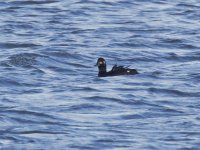 Velvet Scoter_G9A4390.JPG