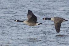 Canada Goose_G9A6243.JPG