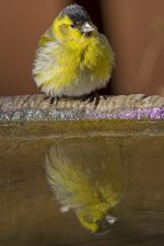 Siskin (M)_1851.jpg