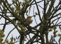 willow warbler 001.jpg