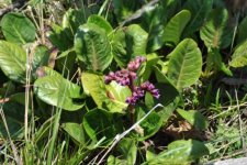 Bergenia purpurascens Luoji Shan May 2012.jpg