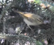 Leaf warbler 2.jpg