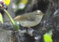 Leaf warbler.jpg