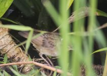 pallas's grasshopper warbler.jpg