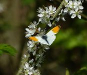 Orange-tip butterfly Brandon Marsh N R.JPG