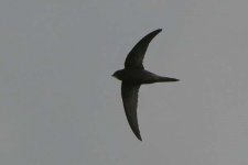 swift190506a.jpg