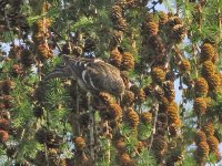 Two-barred Crossbill - 1dp.jpg