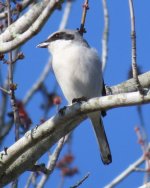 Loggerhead Shrike.jpg