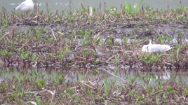 pec sand at kinnordy 012.jpg