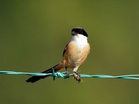 LongtailedShrike01.jpg