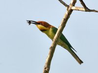 ChestnutheadedBeeeater01.jpg