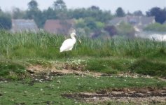 spoonbill 090.jpg