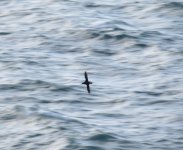 Balearic Shearwater 20140525 Durlston CP - Copy.JPG